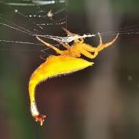 скорпионохвостый паук