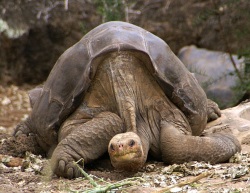 слоновая черепаха Одинокий Джордж