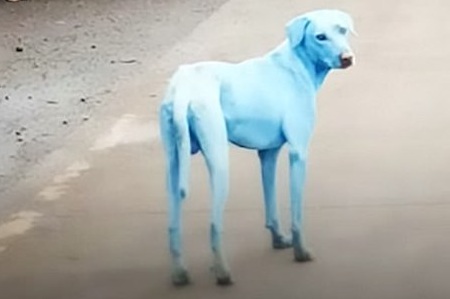голубая собака