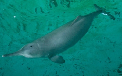 китайский речной дельфин
