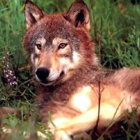 красный волк