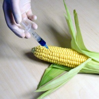 национальная политика в области ГМО
