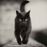 Чёрная кошка – пример суеверного страха 