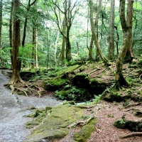 Лес Самоубийц в Японии