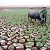 Засуха в Китае: бедствие по банальным причинам