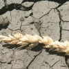 Засуха в России: далеко и до рекордов, и до антирекордов