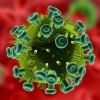 Эндогенные вирусы – результат мутации