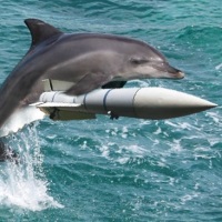 дельфины на службе ВМС подводные убийцы