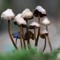 галлюциногенные грибы