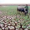 засуха в Китае