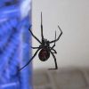 смертоносные пауки и насекомые