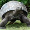 слоновая черепаха